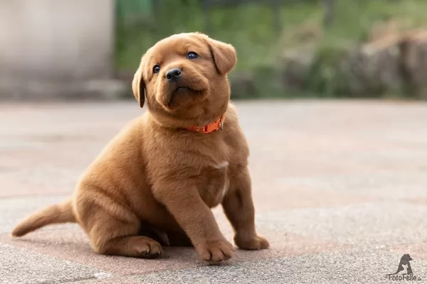 Herr Orange&nbsp;