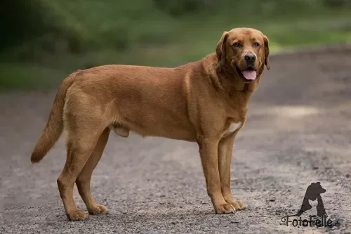 Balou