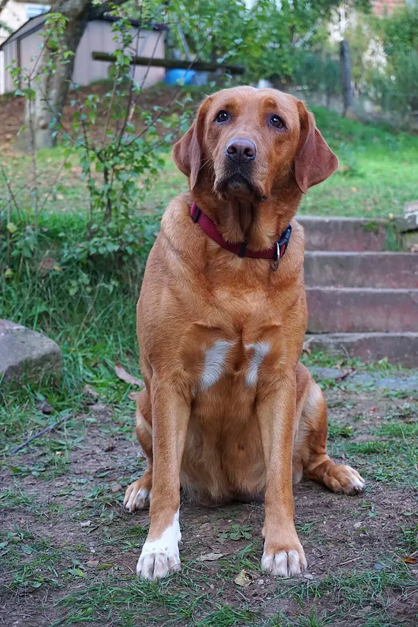 Bella
