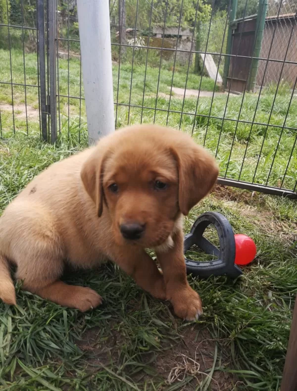 Herr Blau 
